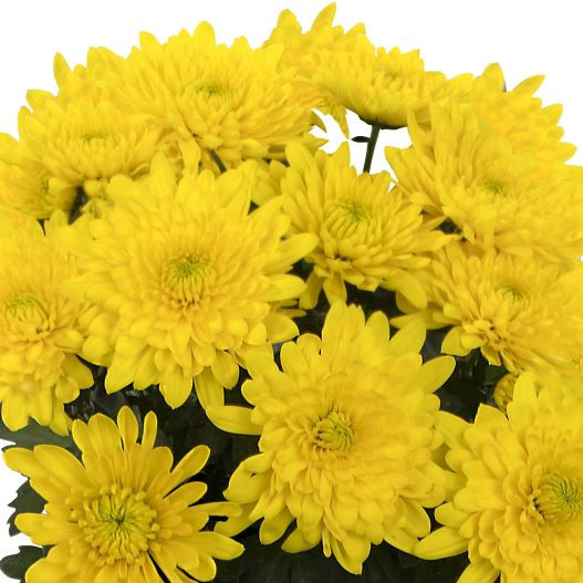 ポットマム　クリスタル シリーズ 