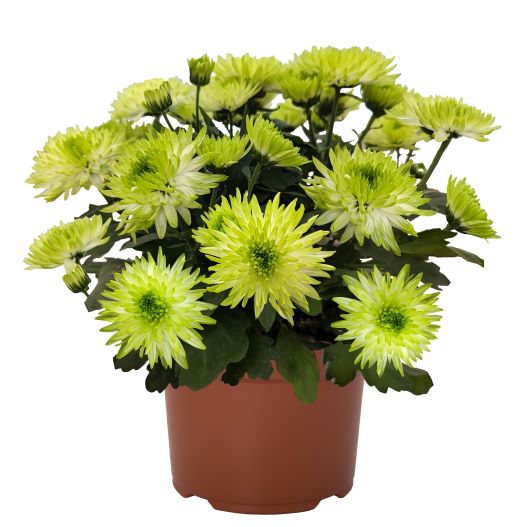 ポットマム　クリスタル シリーズ 