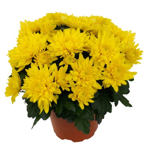 ポットマム　クリスタル シリーズ 