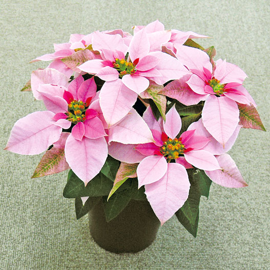 プリンセチア　プリンセチア シリーズ 