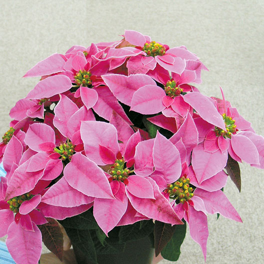 プリンセチア　プリンセチア シリーズ 