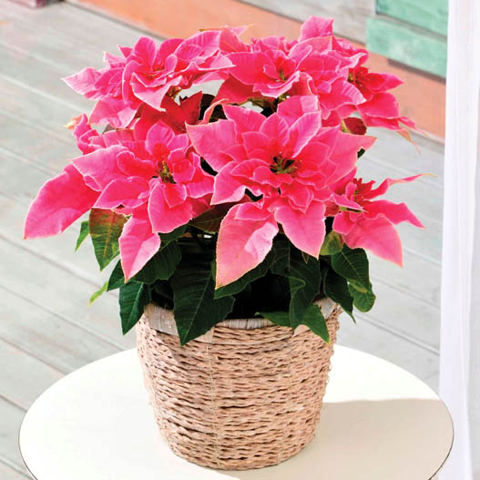 プリンセチア　プリンセチア シリーズ 