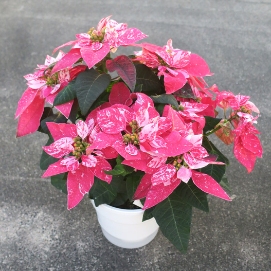 プリンセチア　プリンセチア シリーズ 