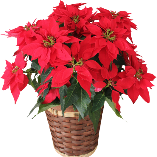 プリンセチア　プリンセチア シリーズ 