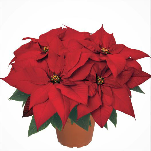 ポインセチア　フェラーラ 