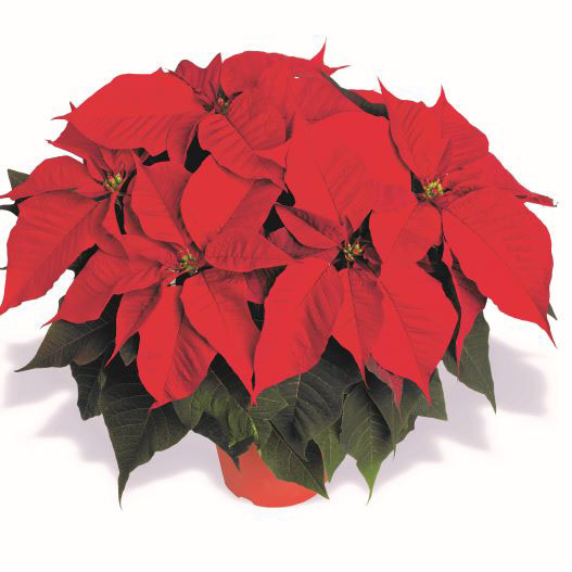 ポインセチア イタリアンレッド