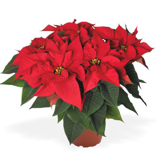 ポインセチア　プリマベーラ 