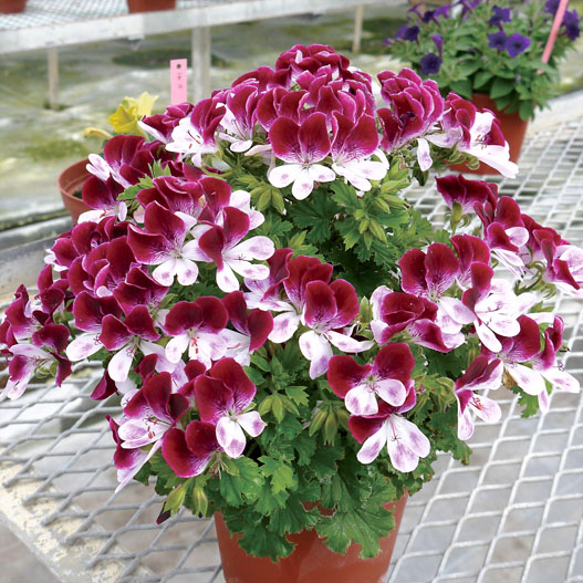 ペラルゴニウム　グランパッソ シリーズ 