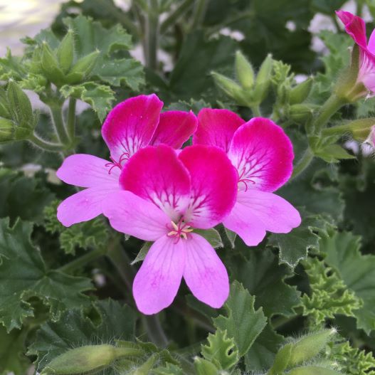 ペラルゴニウム　グランパッソ シリーズ 