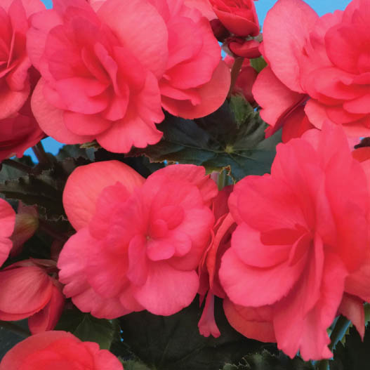 ベゴニア　エラチオール その他のグループ 