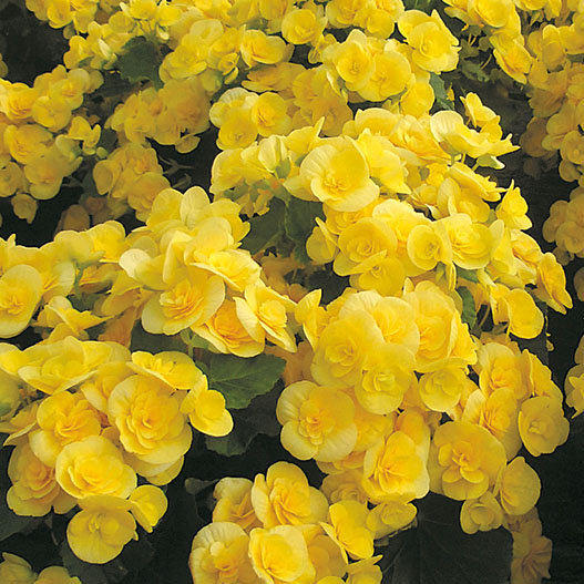 ベゴニア　エラチオール その他のグループ 