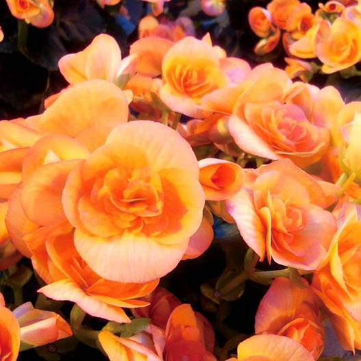 ベゴニア　エラチオール その他のグループ 