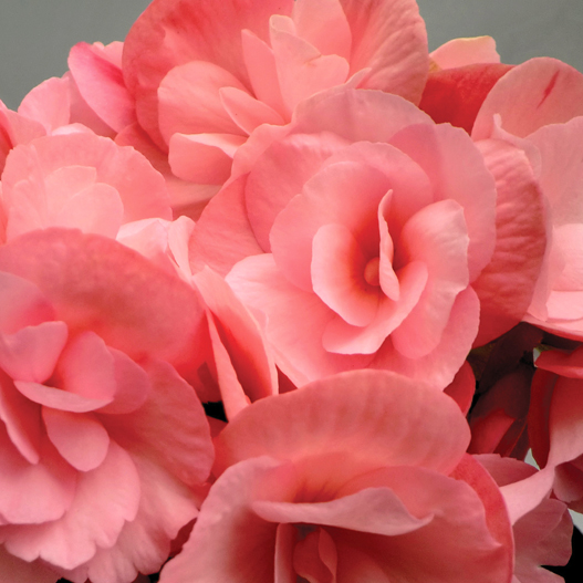 ベゴニア　エラチオール その他のグループ 