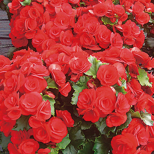 ベゴニア　エラチオール バルコスグループ 