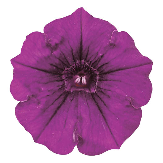 ペチュニア　スーパーチュニア 