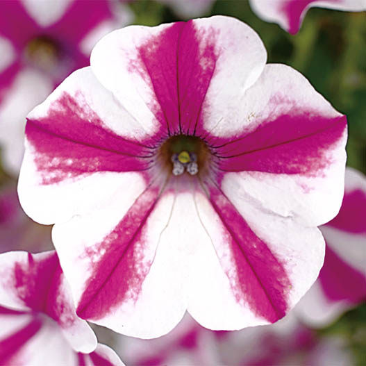 ペチュニア スーパーチュニア｜WEBカタログ｜未来アグリス株式会社