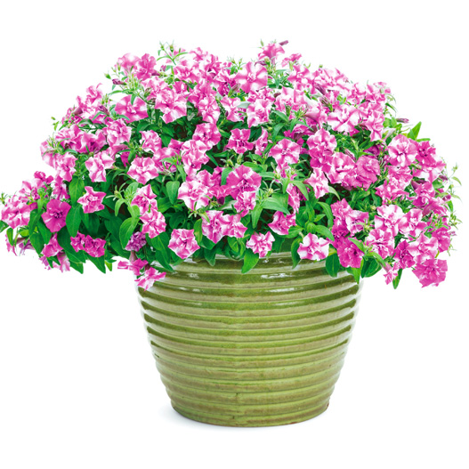 ペチュニア　スーパーチュニア 