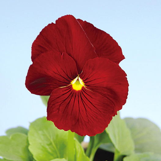 パンジー F1　デルタ シリーズ 