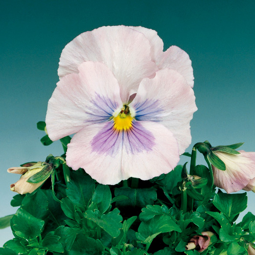 パンジー F1　デルタ シリーズ 