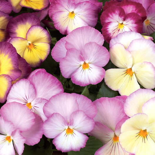 パンジー　虹色スミレ シリーズ 