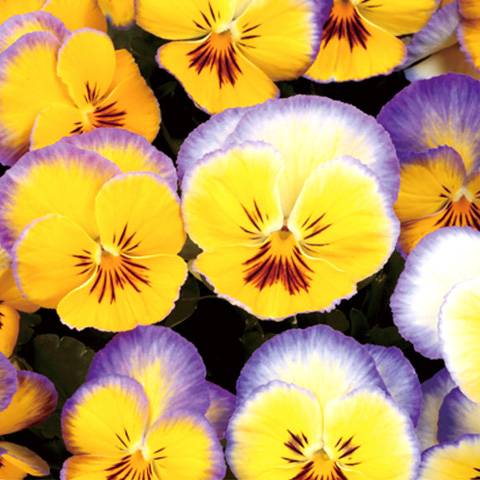 パンジー　虹色スミレ シリーズ 