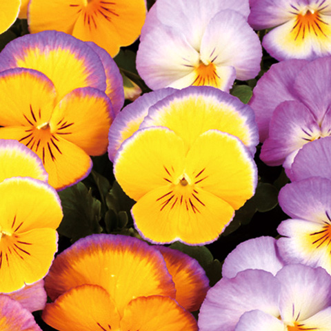 パンジー　虹色スミレ シリーズ 