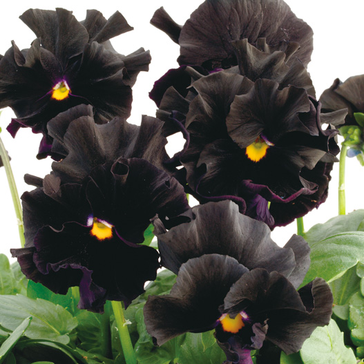 パンジー F1　フラメンコ シリーズ 