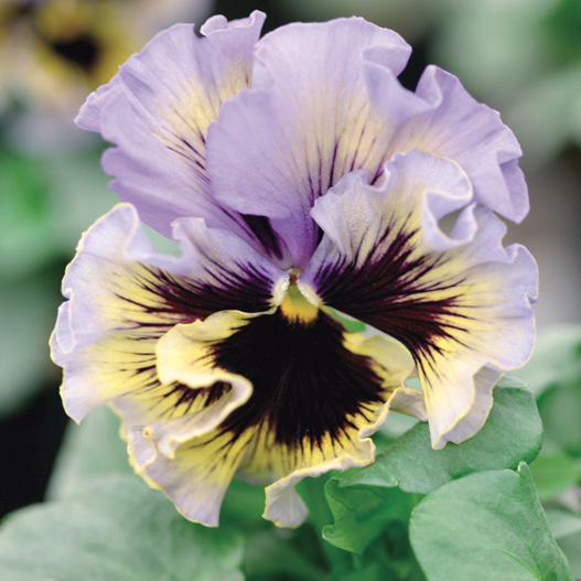 パンジー F1　フリズルシズル シリーズ 