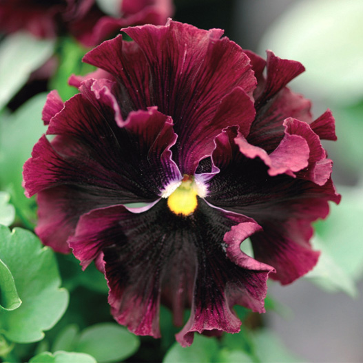 パンジー F1　フリズルシズル シリーズ 