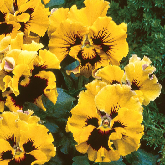 パンジー F1　フリズルシズル シリーズ 