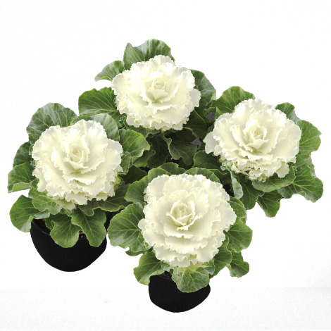 ハボタン F1　フレア系 