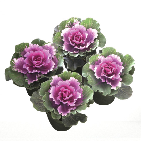 ハボタン F1　フレア系 