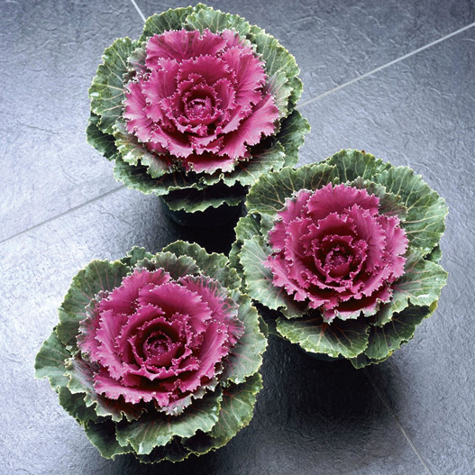 ハボタン F1　つぐみ系 