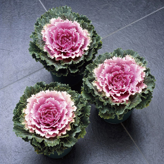 ハボタン F1　つぐみ系 