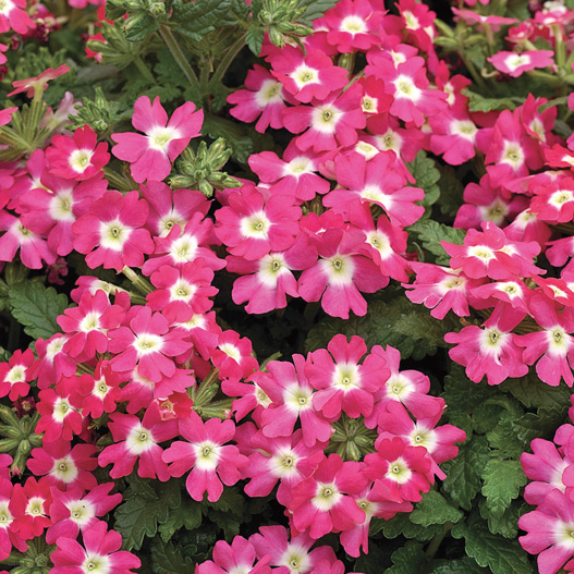 バーベナ　トスカーナ シリーズ 