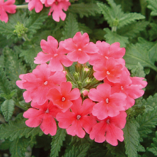 バーベナ　オブセッション シリーズ 