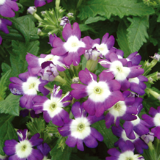 バーベナ　オブセッション シリーズ 