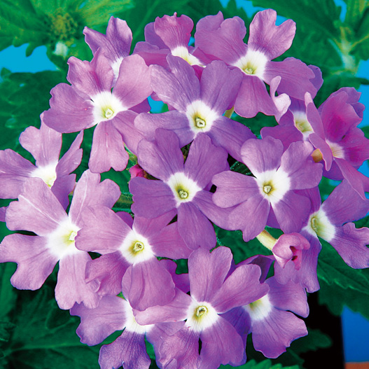 バーベナ　オブセッション シリーズ 