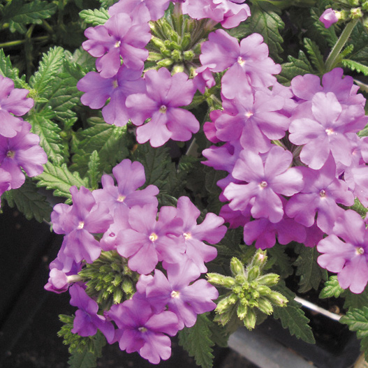 バーベナ　オブセッション シリーズ 