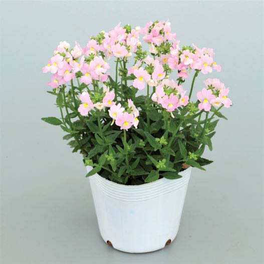 ネメシア　アレンジ シリーズ 