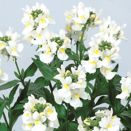 ネメシア　アレンジ シリーズ 