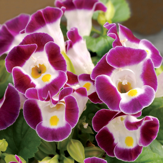 トレニア　カウアイ シリーズ 