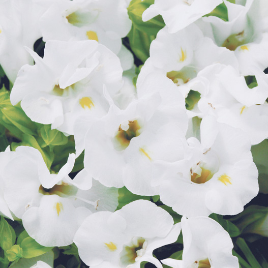 トレニア　カウアイ シリーズ 