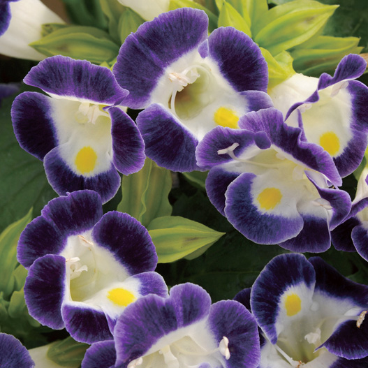 トレニア　カウアイ シリーズ 