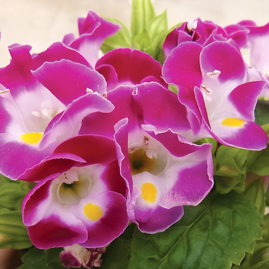 トレニア　カウアイ シリーズ 