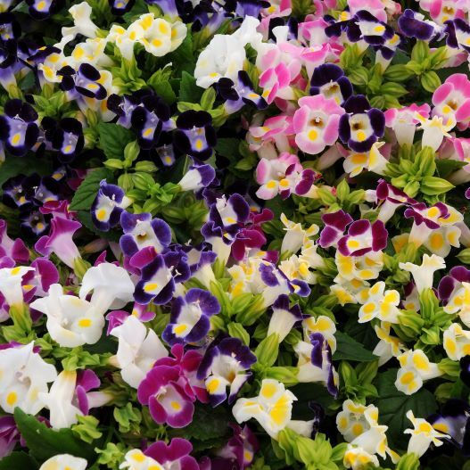 トレニア　カウアイ シリーズ 