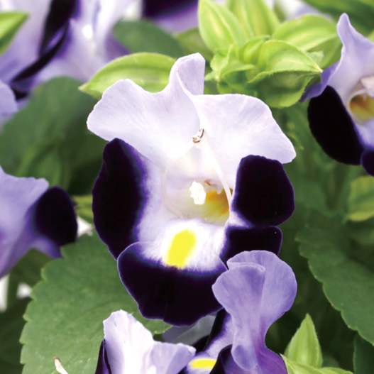 トレニア　ハイライト シリーズ 