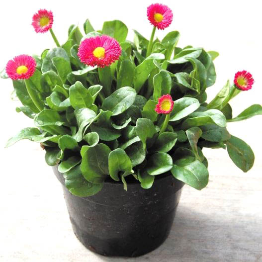 デージー　スピードスタープラス シリーズ 