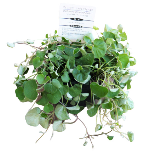 ディコンドラ　エメラルドフォール 