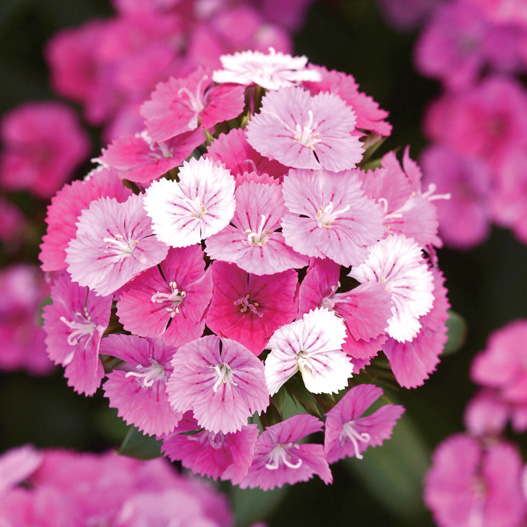 ダイアンサス ジョルト シリーズ